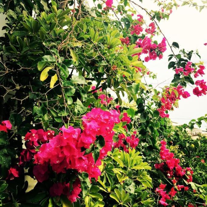 ליפארי Casa Vacanze Vista Mare Mela B מראה חיצוני תמונה